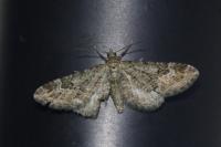 Eupithecia