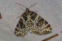 Eustroma reticulata