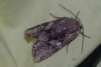 Lacanobia contigua