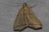 Herminia grisealis