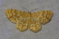 Hydrelia flammeolaria