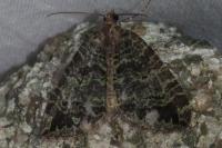Hydriomena furcata