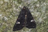 Melanchra persicariae