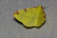 Opisthograptis luteolata