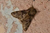 Apocheima hispidaria