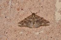 Agriopis leucophaearia