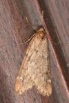 Alsophila aescularia