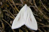 Sitochroa palealis
