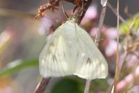 Sitochroa palealis