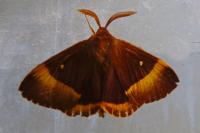 Lasiocampa quercus quercus