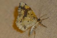 Ligdia adustata
