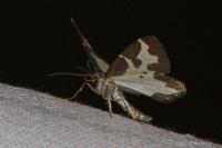 Lomaspilis marginata