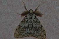 Lymantria monacha