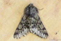 Apocheima hispidaria