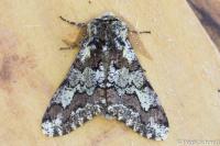 Biston strataria