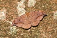 Drepana curvatula