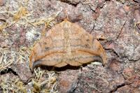 Drepana curvatula