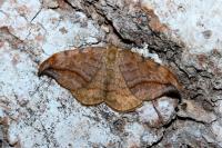 Drepana curvatula