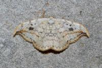 Drepana falcataria