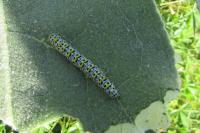 Cucullia verbasci