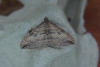 Nycterosea obstipata