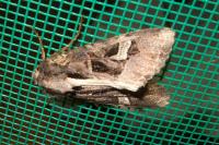 Trigonophora flammea
