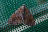 Pennithera firmata firmata