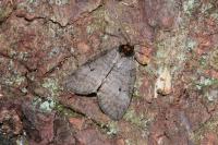 Ochropacha duplaris