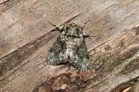 Polyploca ridens