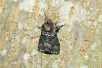 Polyploca ridens