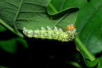 Polyploca ridens
