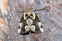Thyatira batis