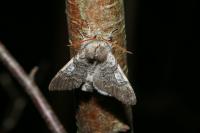 Achlya flavicornis