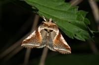 Habrosyne pyritoides