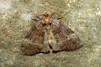 Ochropacha duplaris