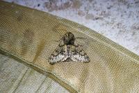 Apocheima hispidaria