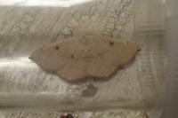 Cyclophora puppillaria