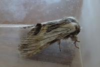 Harpyia milhauseri