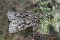 Xylocampa areola