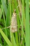Chrysocrambus linetella