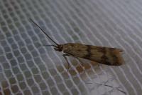 Homoeosoma sinuella