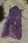 Orthosia incerta