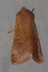 Orthosia cerasi