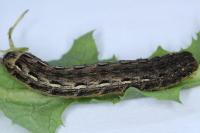 Noctua pronuba