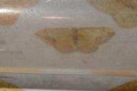 Idaea ostrinaria