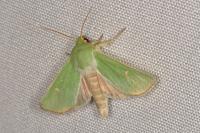 Calamia tridens