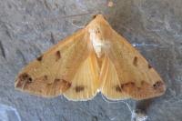 Ophiusa tirhaca
