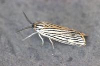 Spiris striata