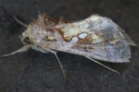 Chrysodeixis chalcites