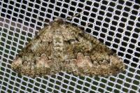 Cleorodes lichenaria